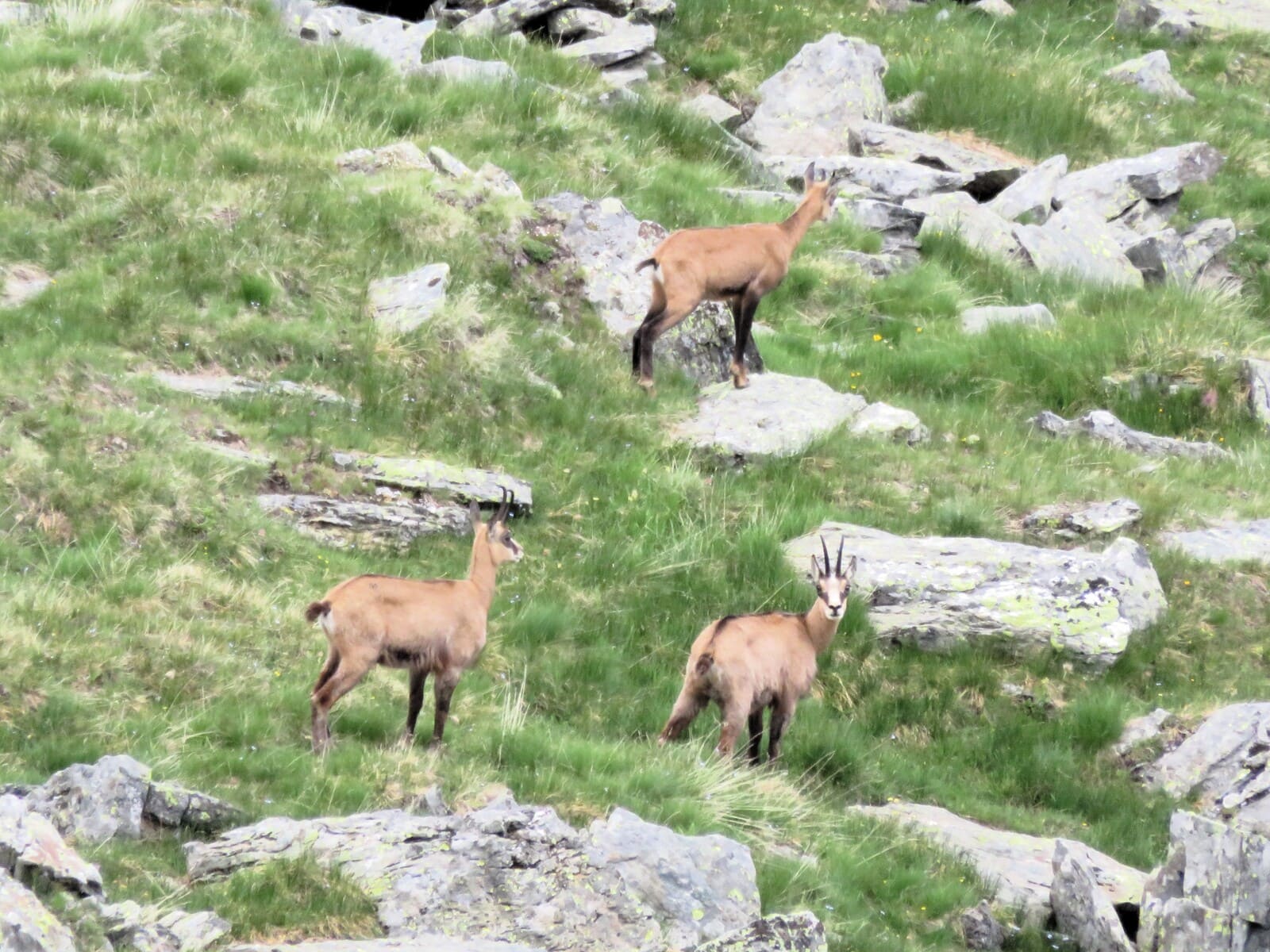 Gran Paradiso nationalpark Trekking | Von Hotel zu Hotel | 8 Tage