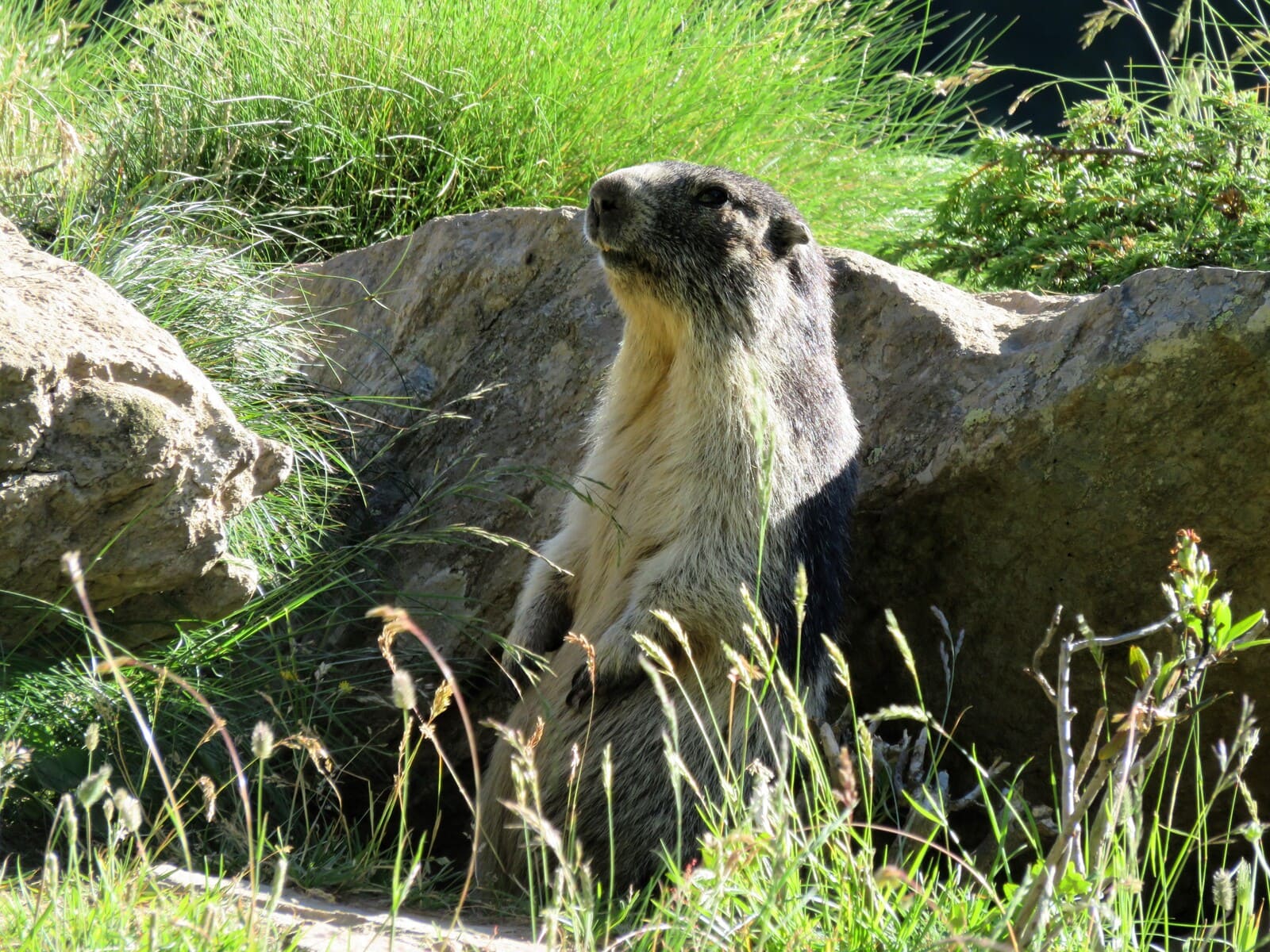 Gran Paradiso nationalpark Trekking | Von Hotel zu Hotel | 8 Tage