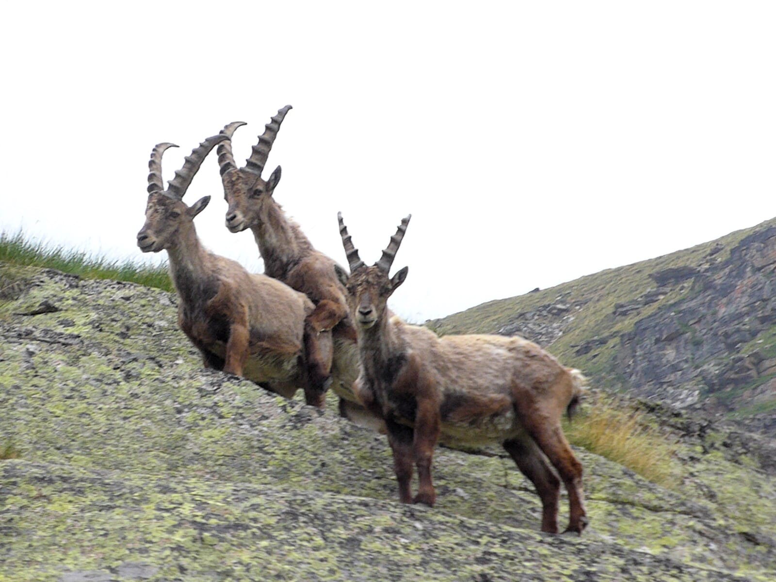 Gran Paradiso nationalpark Trekking | Von Hotel zu Hotel | 8 Tage