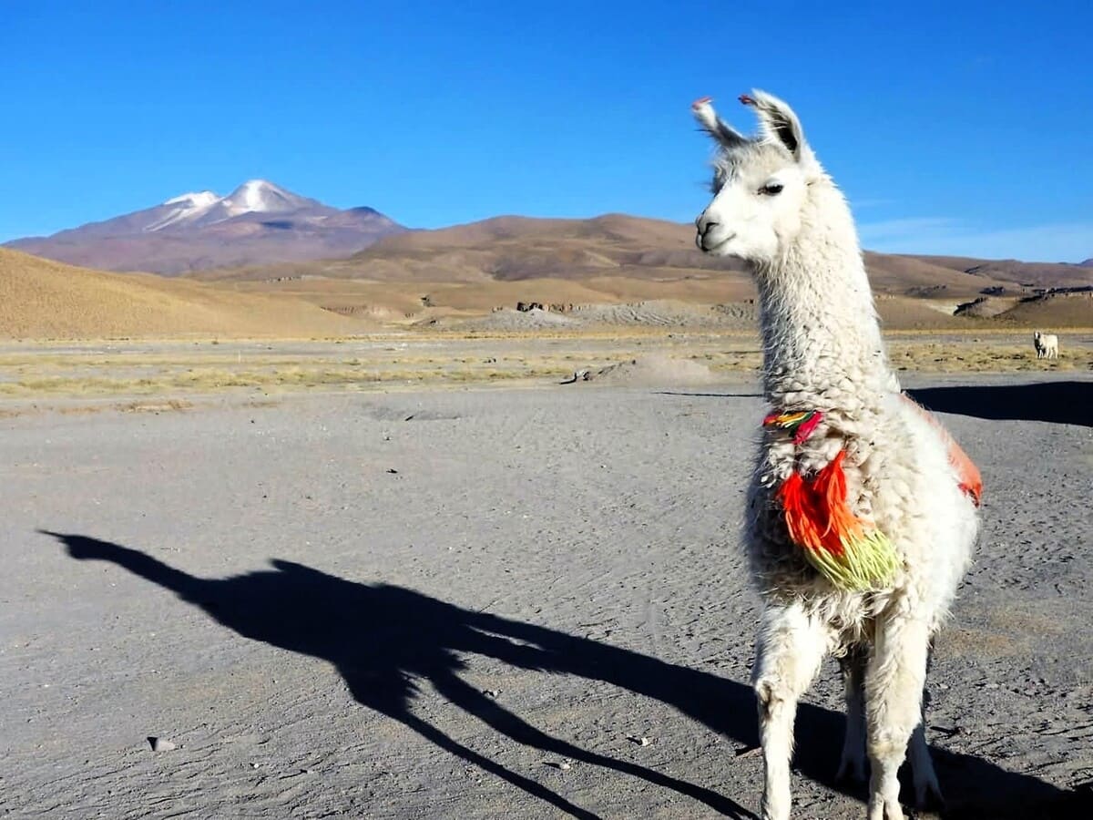 Bolivie sud-lipez - illimani - titicaca Voyage | Trekking et Alpinisme | 2 x 6000 | 15 jours