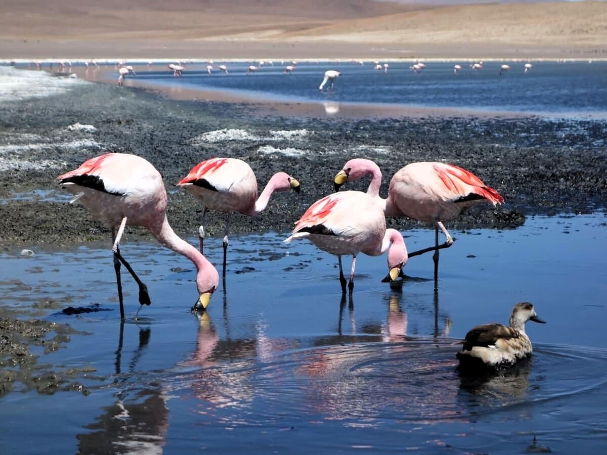 Bolivie sud-lipez - illimani - titicaca Voyage | Trekking et Alpinisme | 2 x 6000 | 15 jours