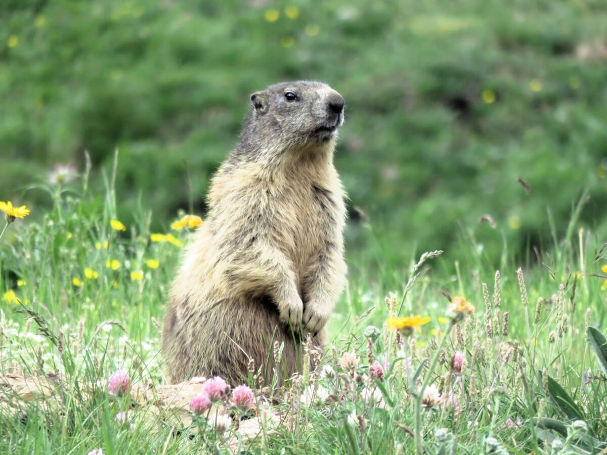Punta galisia - parc national Gran Paradiso Alpinisme | 2 jours