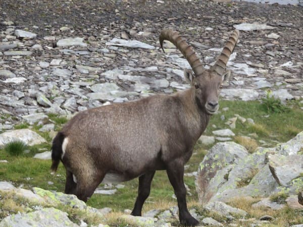 Walserwege in Gressoney Wanderreise | Ein Standort | 8 Tage