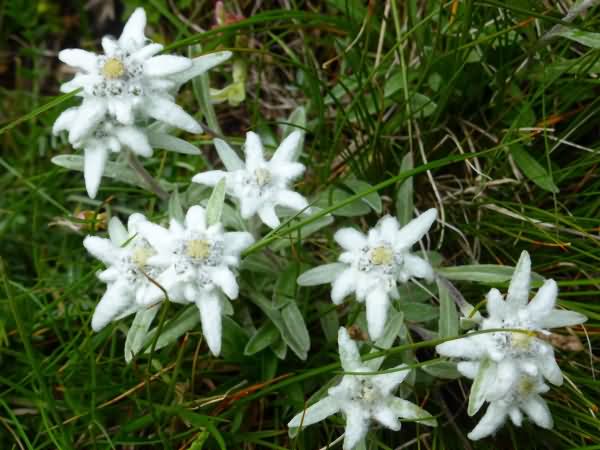 Wandern Vanoise Nationalpark Wanderreise | Ein Standort | 8 Tage