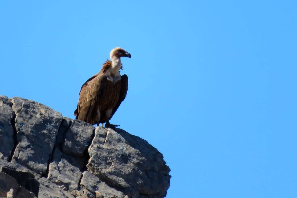 Kreta - um und auf den Psiloritis Wanderreise | Hotels | 2456m | 12 Tage