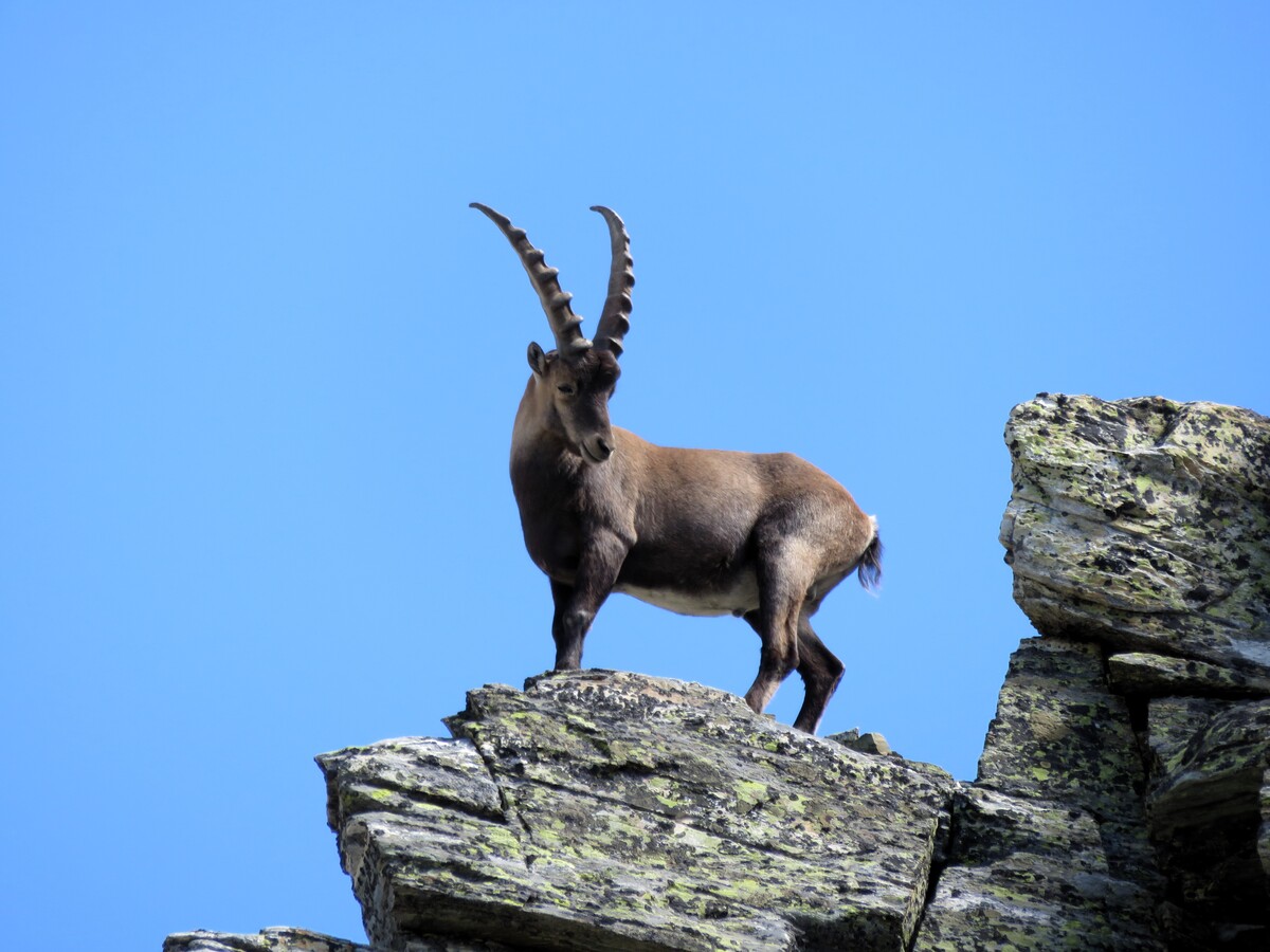 Sommets de 3000 Val d’Ayas 3 jours Randonnée alpine | Refuge avec chambres | 3 jours
